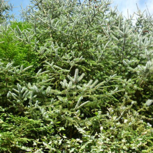 Bareroot  Picea sitchensis Sitka Spruce Pine 30-50cm | ScotPlants Direct
